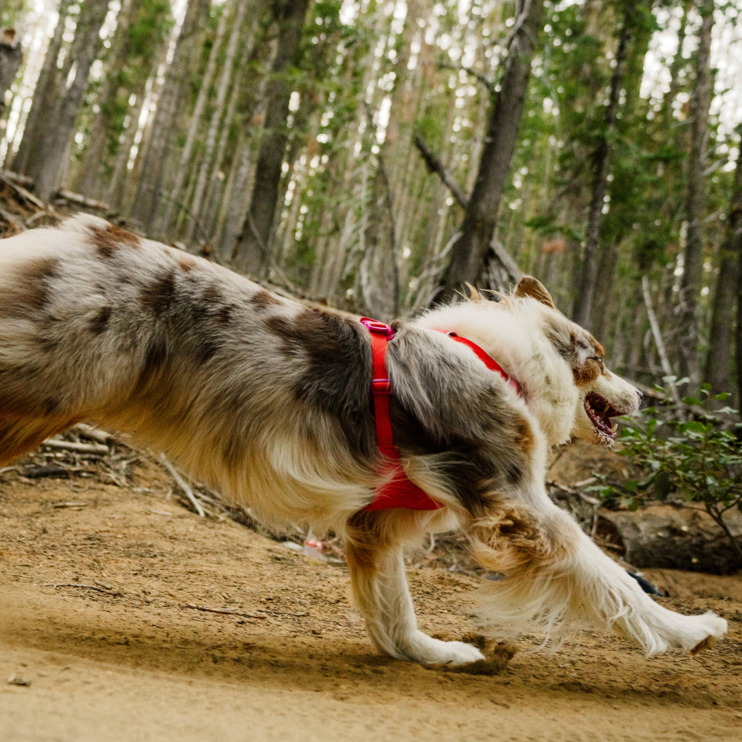 Ruffwear Front Range Flex Harness