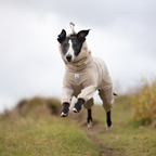 Non-Stop Dogwear Trail Quest Fleece Overall