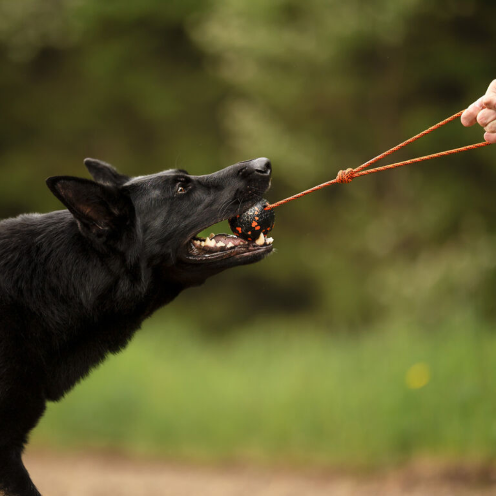 Non-Stop Dogwear Dog ball on rope