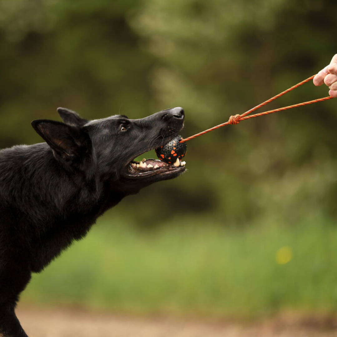 Non-Stop Dogwear Dog ball on rope