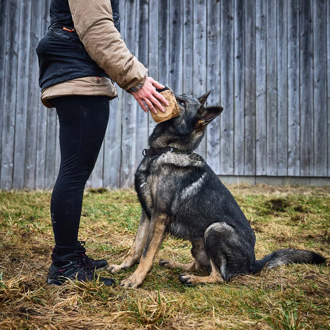 Non-stop Dogwear Solid Adjustable Collar WD