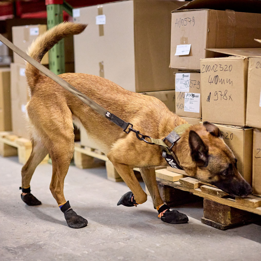 Non-stop Dogwear Solid Collar WD