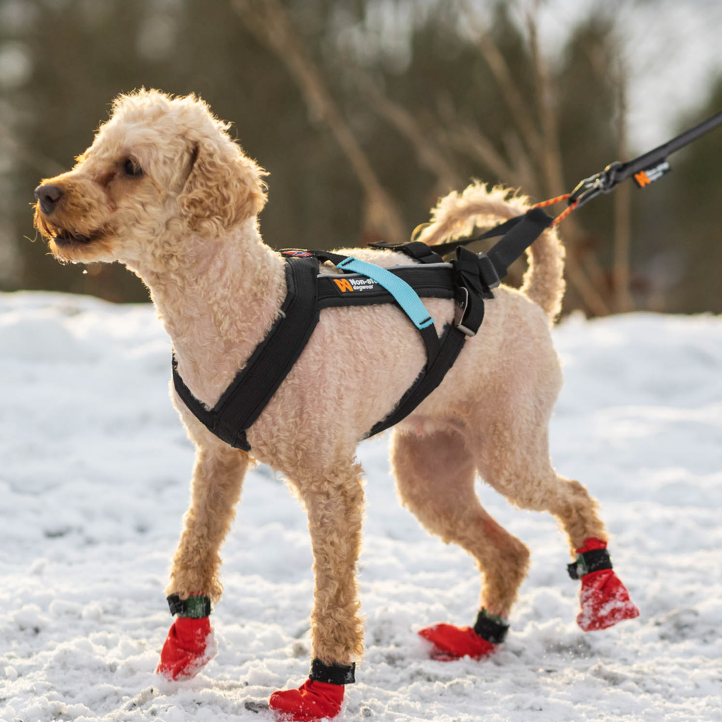 Non-Stop Dogwear Freemotion harness
