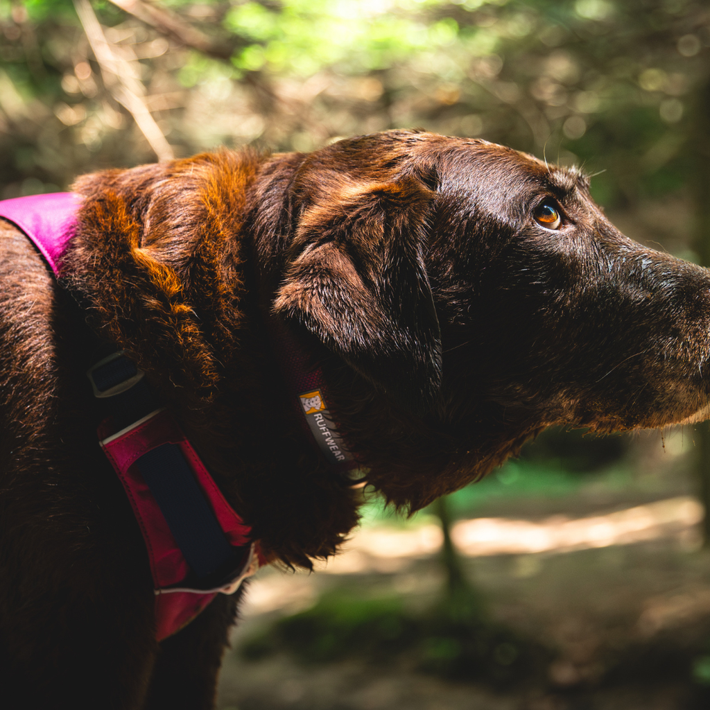 Ruffwear Flagline Harness