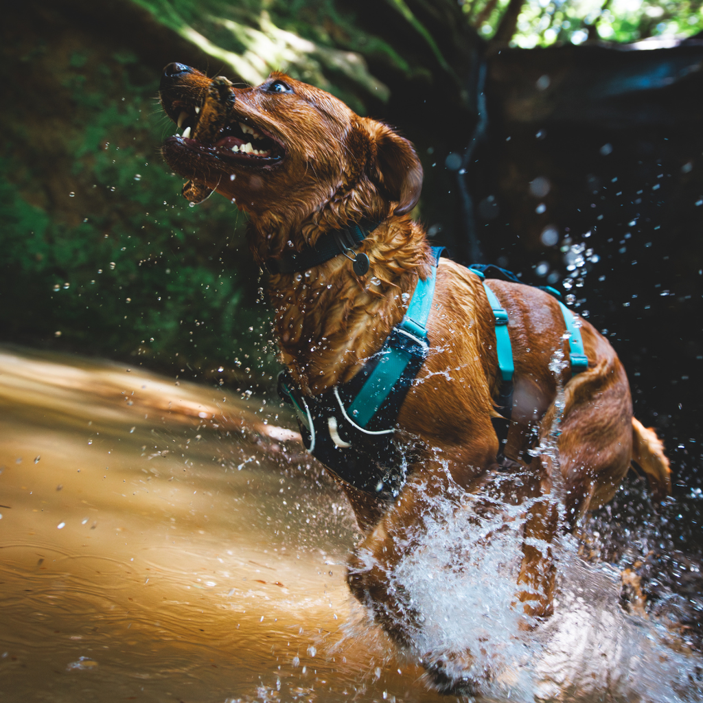 Ruffwear Flagline Harness