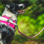 Ruffwear Arnés Front Range