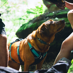 Ruffwear Flagline Harness