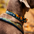 Non-Stop Dogwear Trail Quest Collar Rachel Pohl Edition