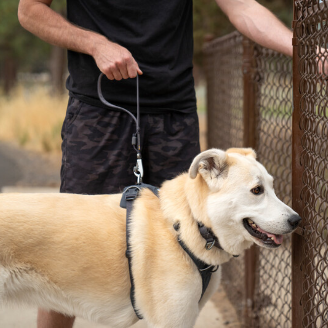 Ruffwear Correa Corta Front Range