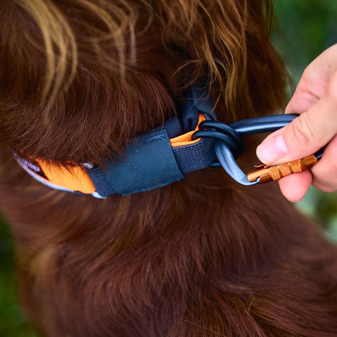 Non-Stop Dogwear Protector Collar