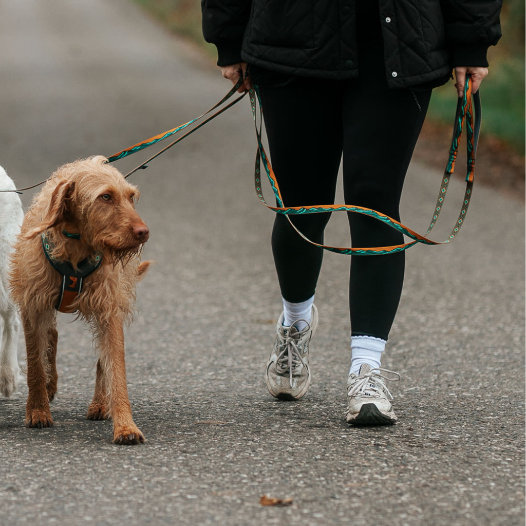 Non-stop Dogwear Trail Quest Leash Rachel Pohl Edition