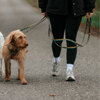 Non-stop Dogwear Trail Quest Leash Rachel Pohl Edition
