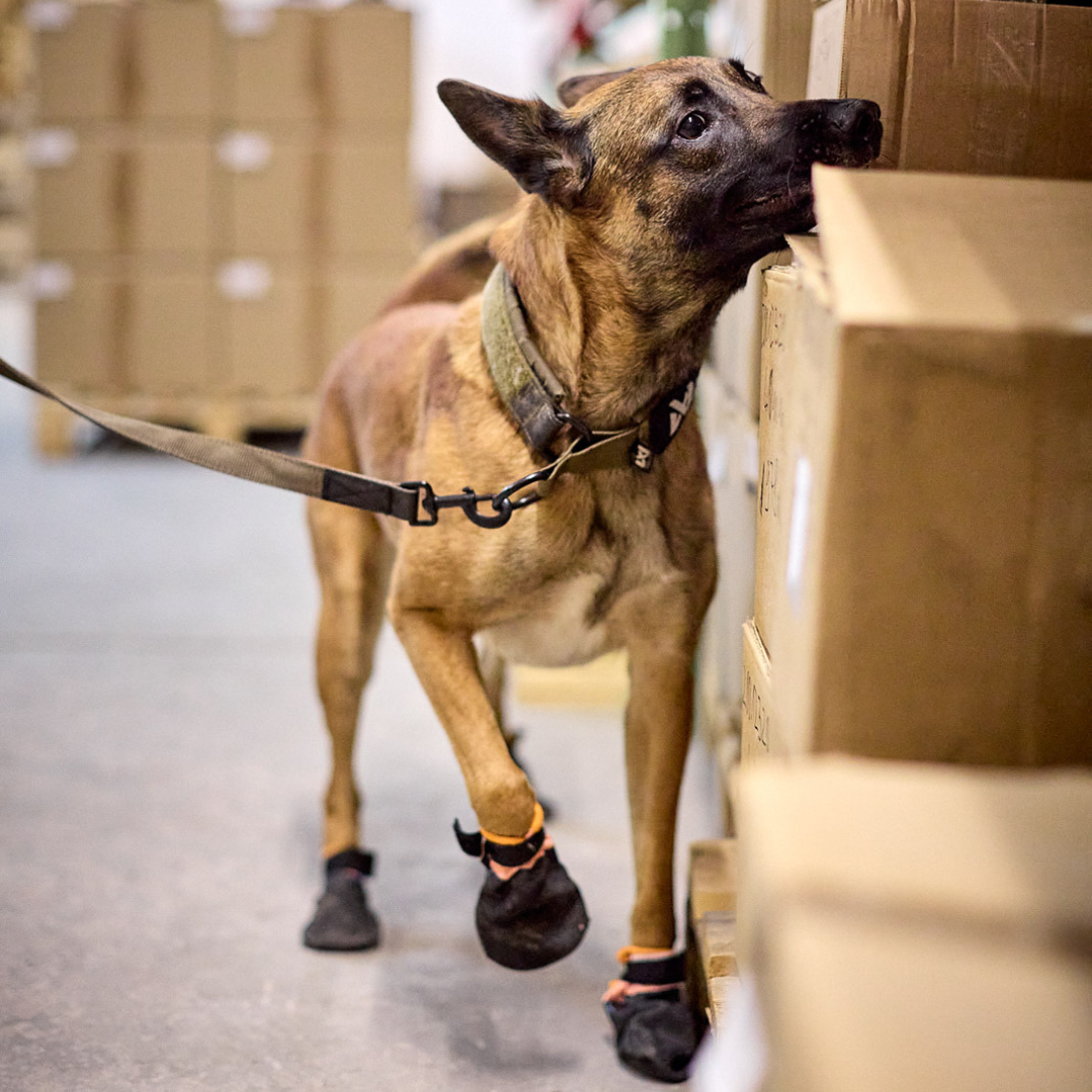 Non-stop Dogwear Solid Collar WD