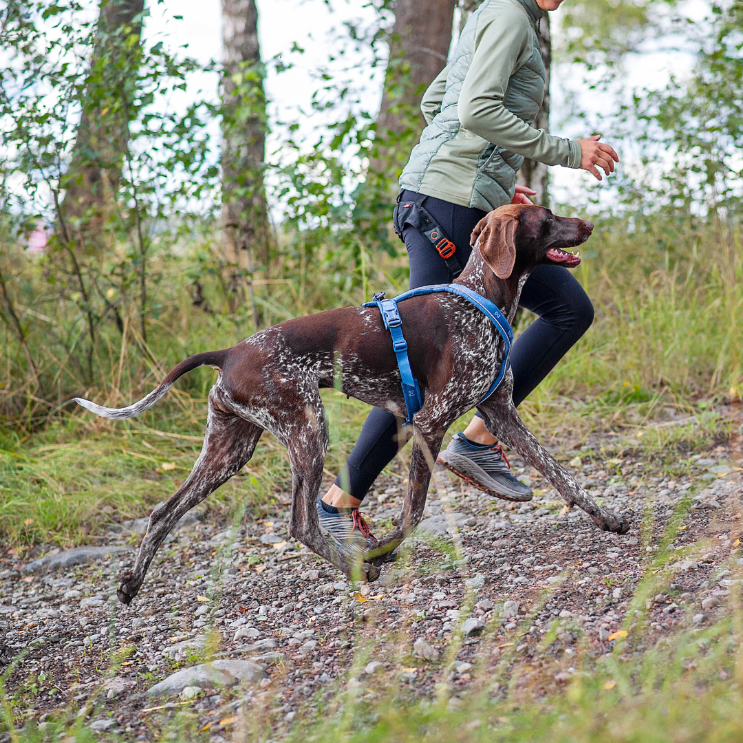 Non-Stop Dogwear Line Harness 5.0