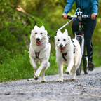 Non-Stop Dogwear Freemotion harness