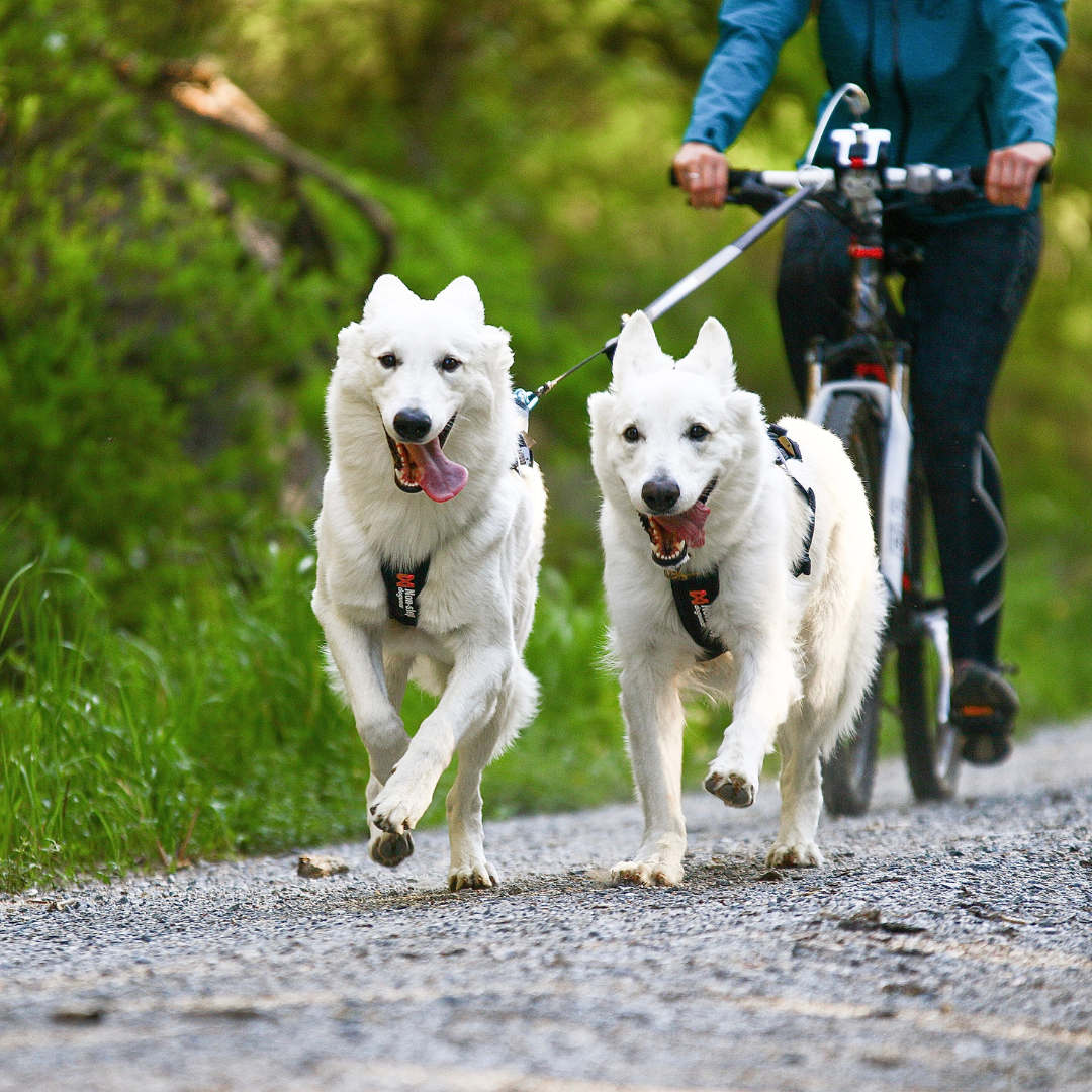 Non-Stop Dogwear Freemotion harness