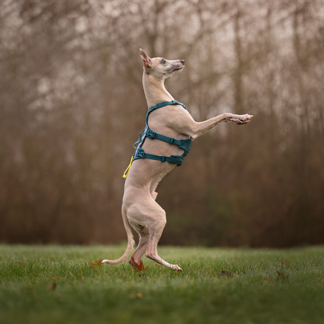 Non-Stop Dogwear Ramble Harness Long