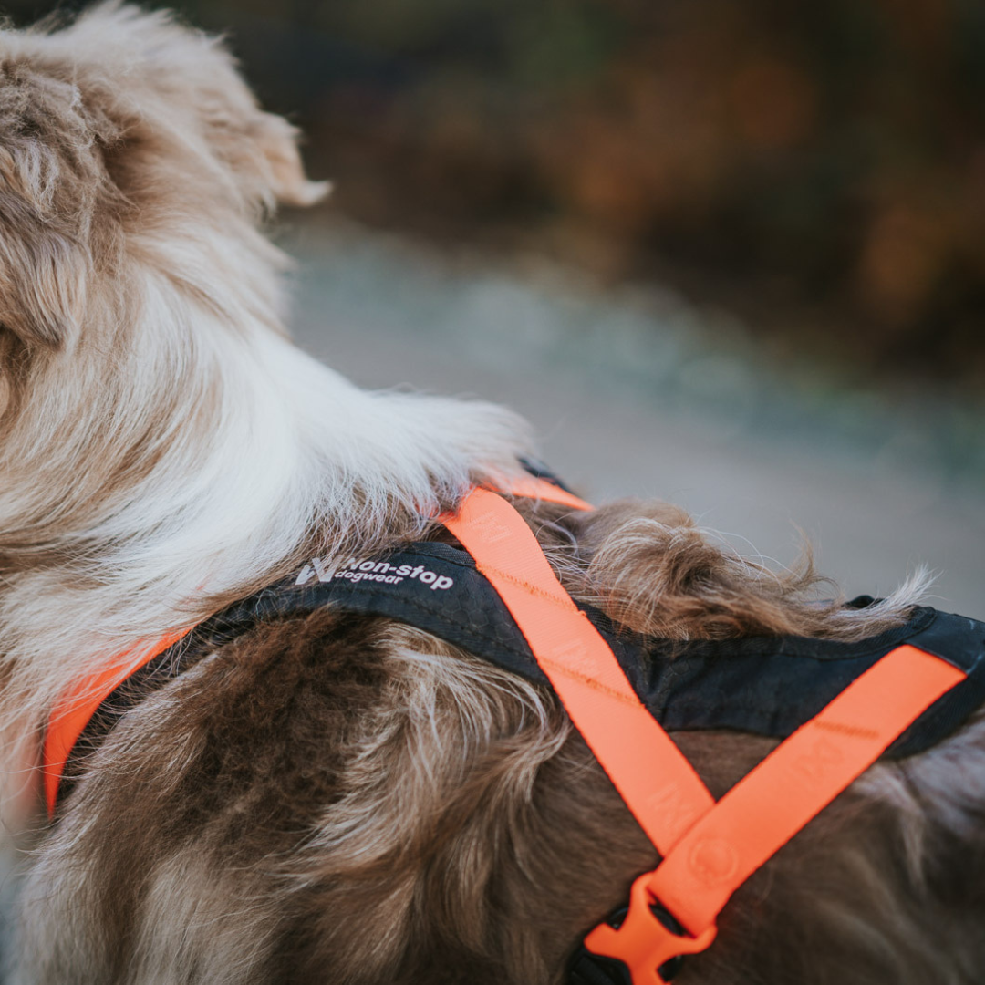 Non-Stop Dogwear Rush Harness