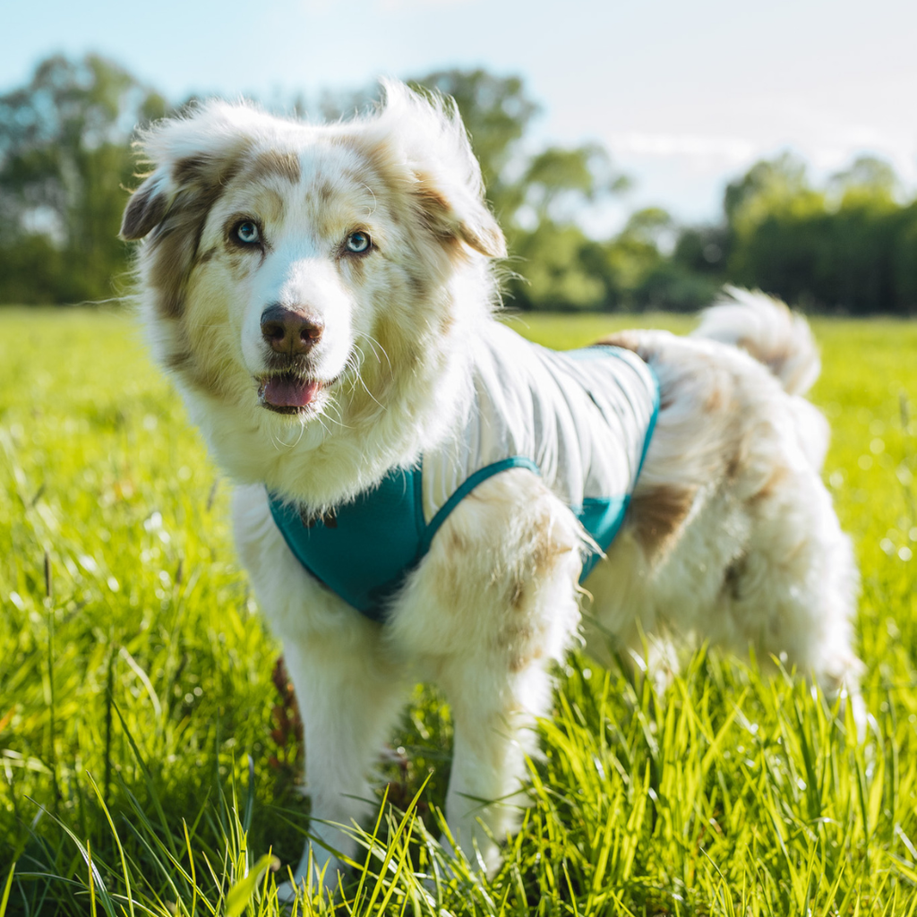 Non-Stop Dogwear Cooling Pull-on Vest