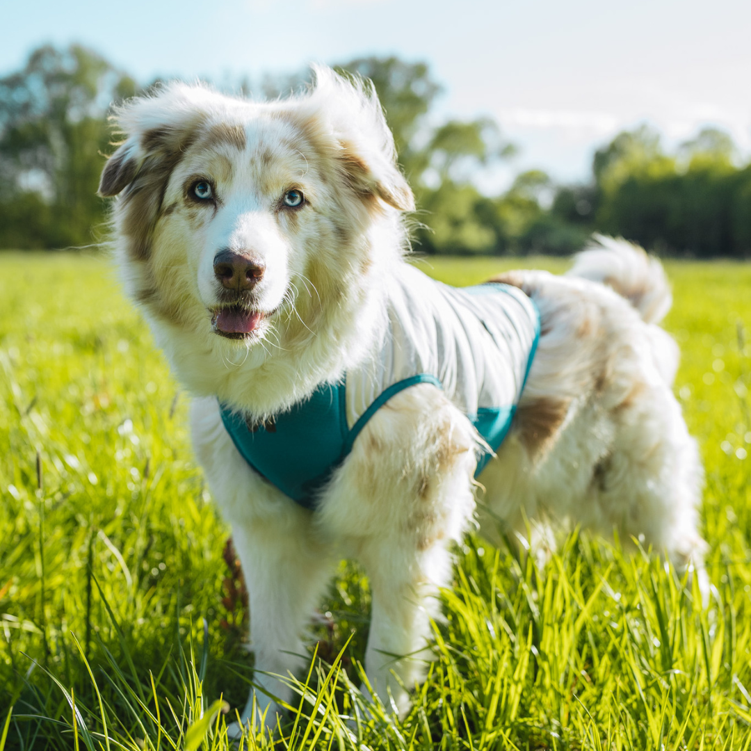 Non-Stop Dogwear Cooling Pull-on Vest