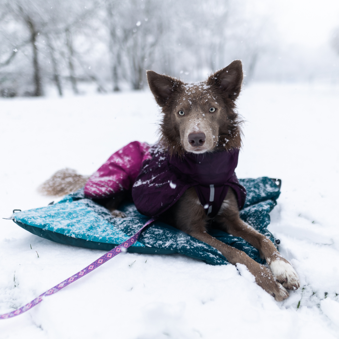 Non-Stop Dogwear Trekking Dog Bed