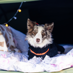 Non-Stop Dogwear Trekking Fleece