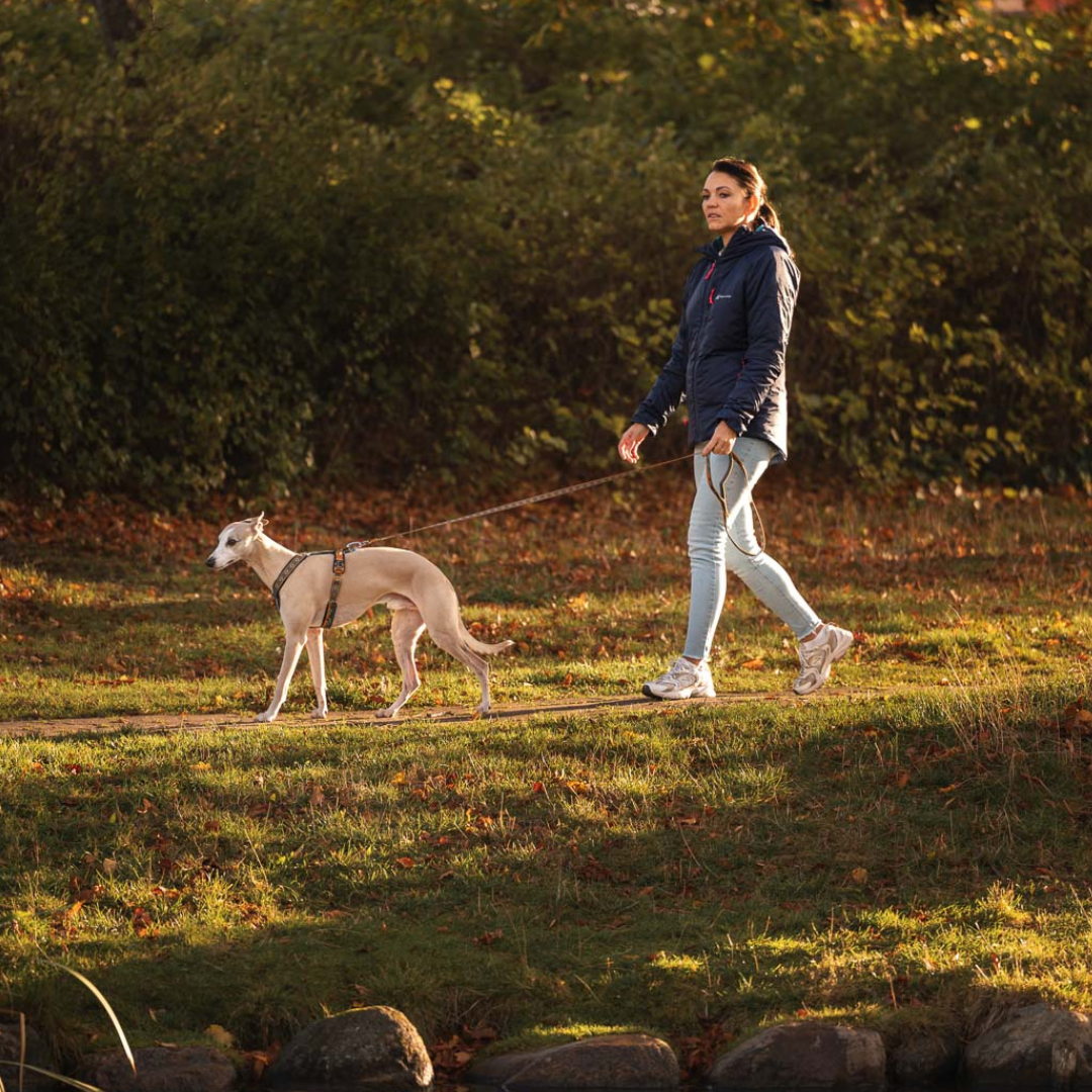 Non-stop Dogwear Trail Quest Leash Rachel Pohl Edition