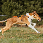 Non-Stop Dogwear Rush Harness