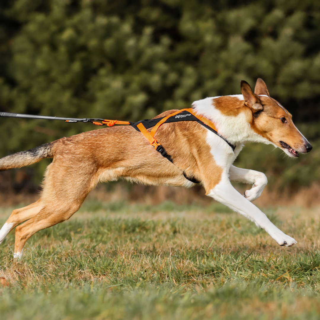 Non-Stop Dogwear Rush Harness