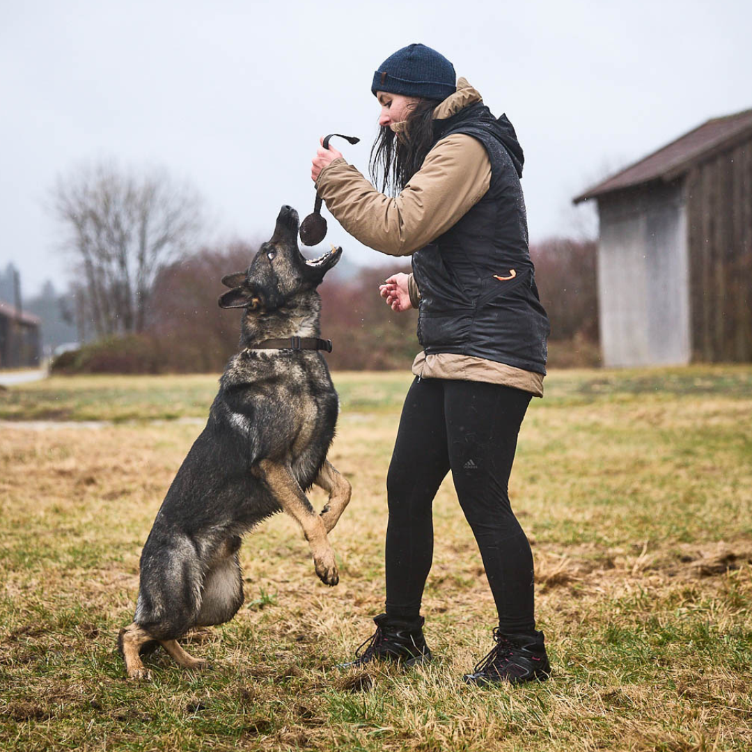 Non-stop Dogwear Solid Adjustable Collar WD