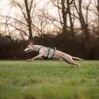 Non-Stop Dogwear Ramble Harness Long