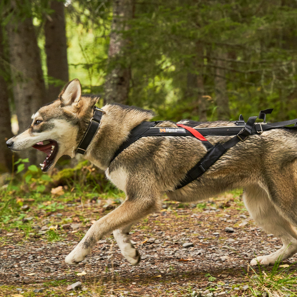 Non-Stop Dogwear Freemotion harness