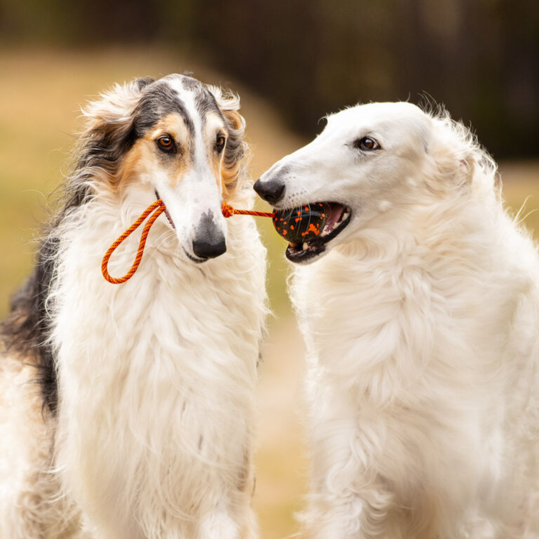 Non-Stop Dogwear Dog ball on rope