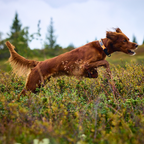 Non-Stop Dogwear Protector Collar