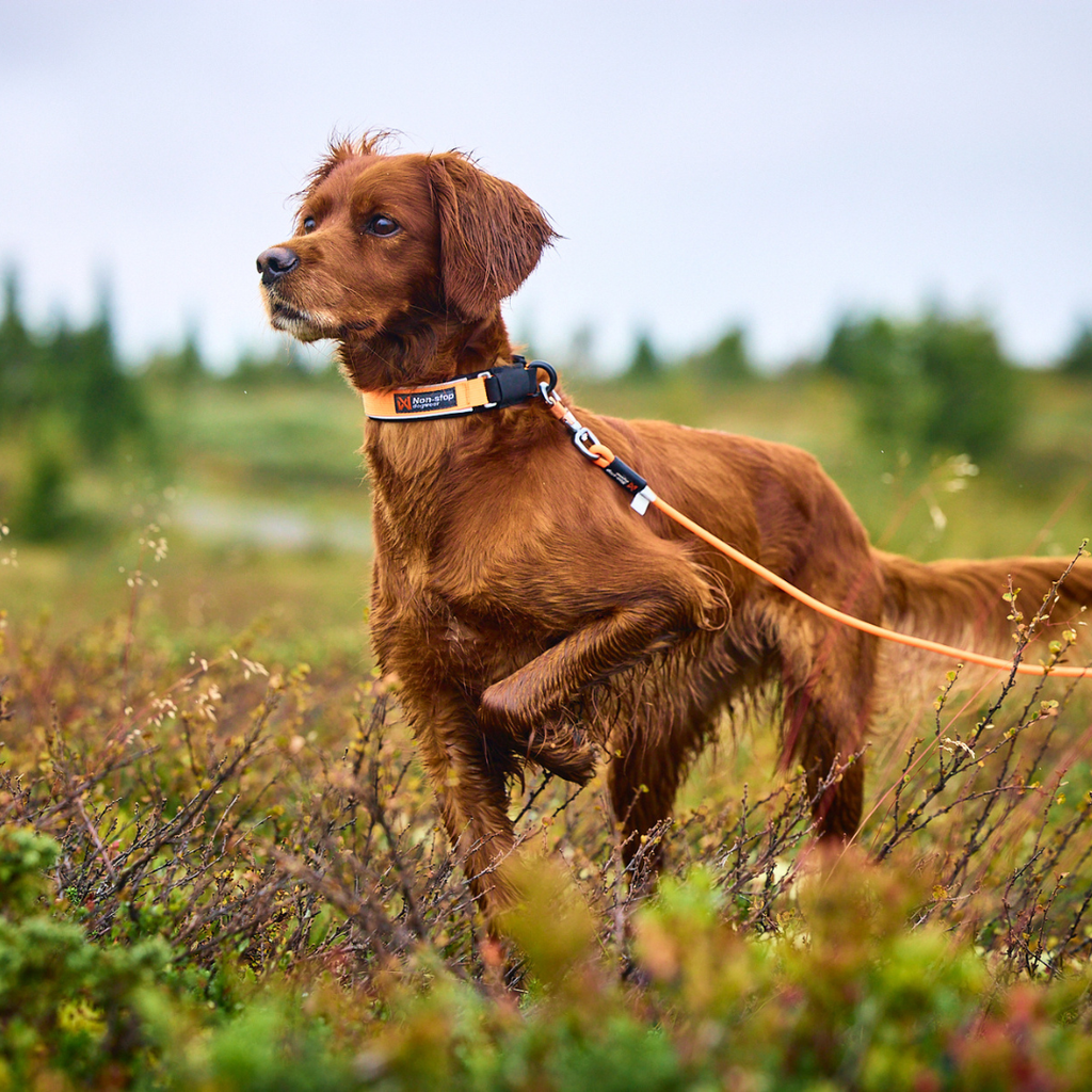 Non-Stop Dogwear Protector Collar