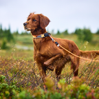 Non-Stop Dogwear Protector Collar