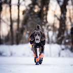 Non-Stop Dogwear Protector Bootie High (juego de 4)