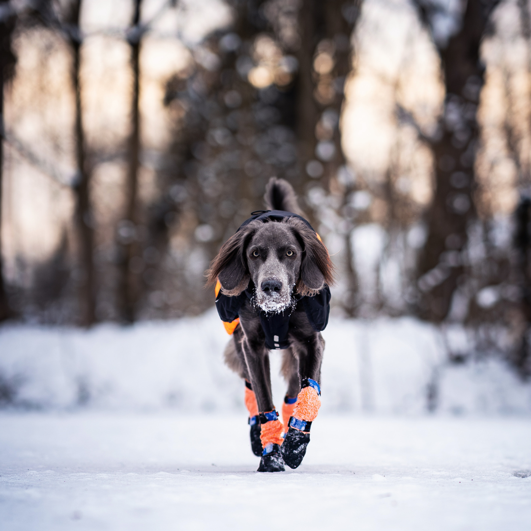 Non-Stop Dogwear Protector Bootie High (juego de 4)
