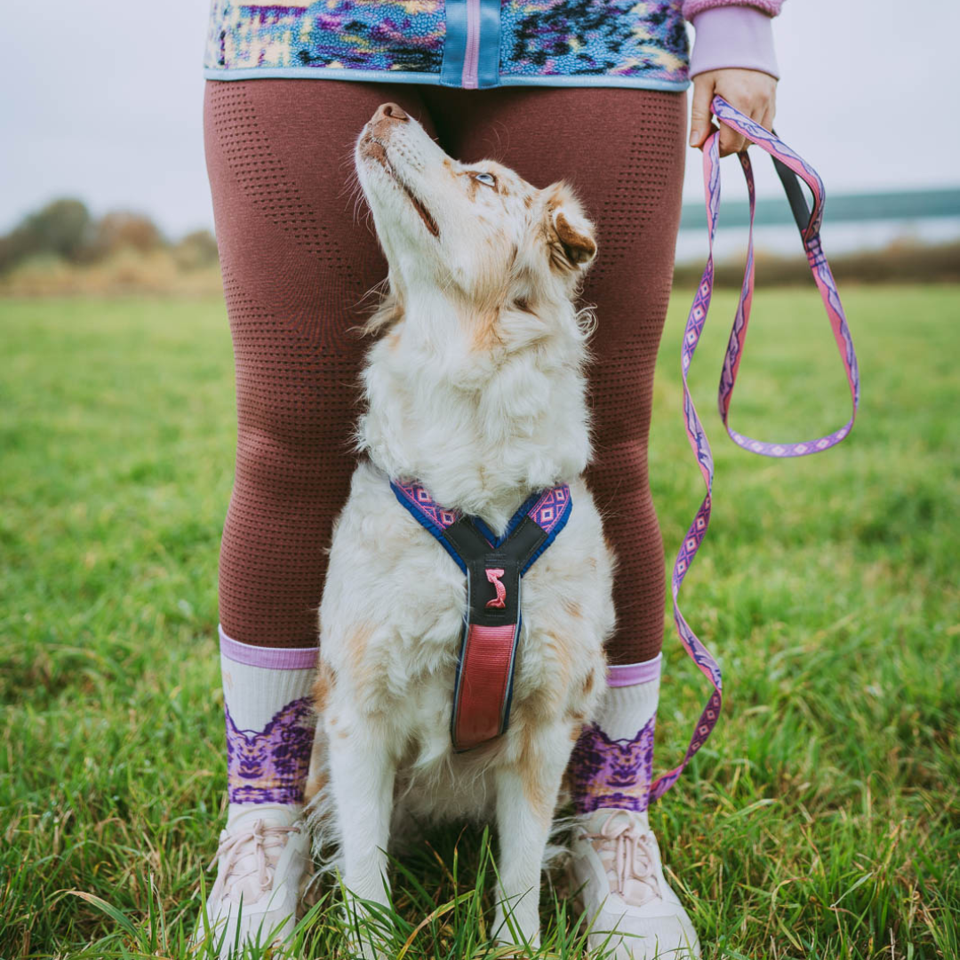 Non-stop Dogwear Trail Quest Leash Rachel Pohl Edition