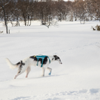 Non-Stop Dogwear Ramble Harness Long