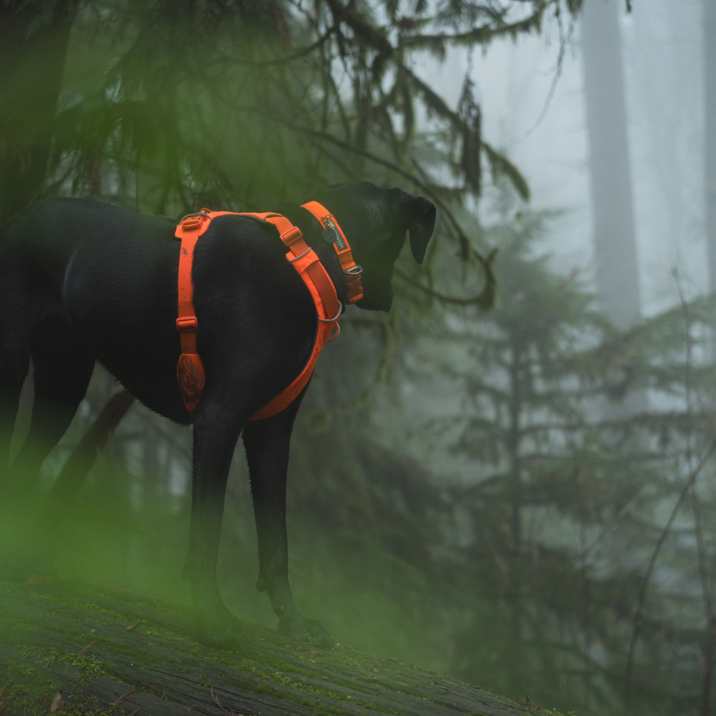 Ruffwear Arnés Front Range