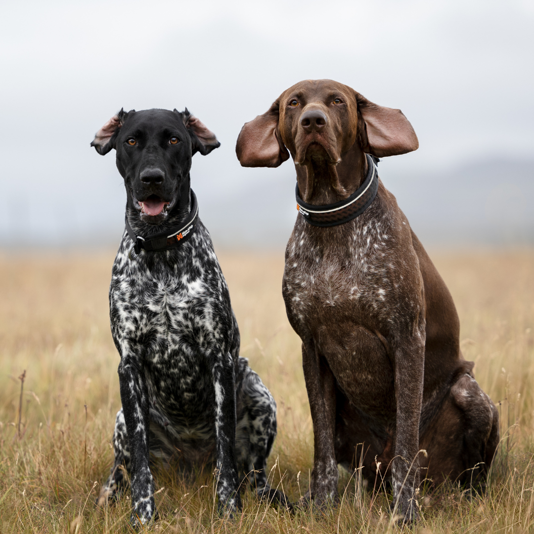 Non-Stop Dogwear Adjustable Rock Collar