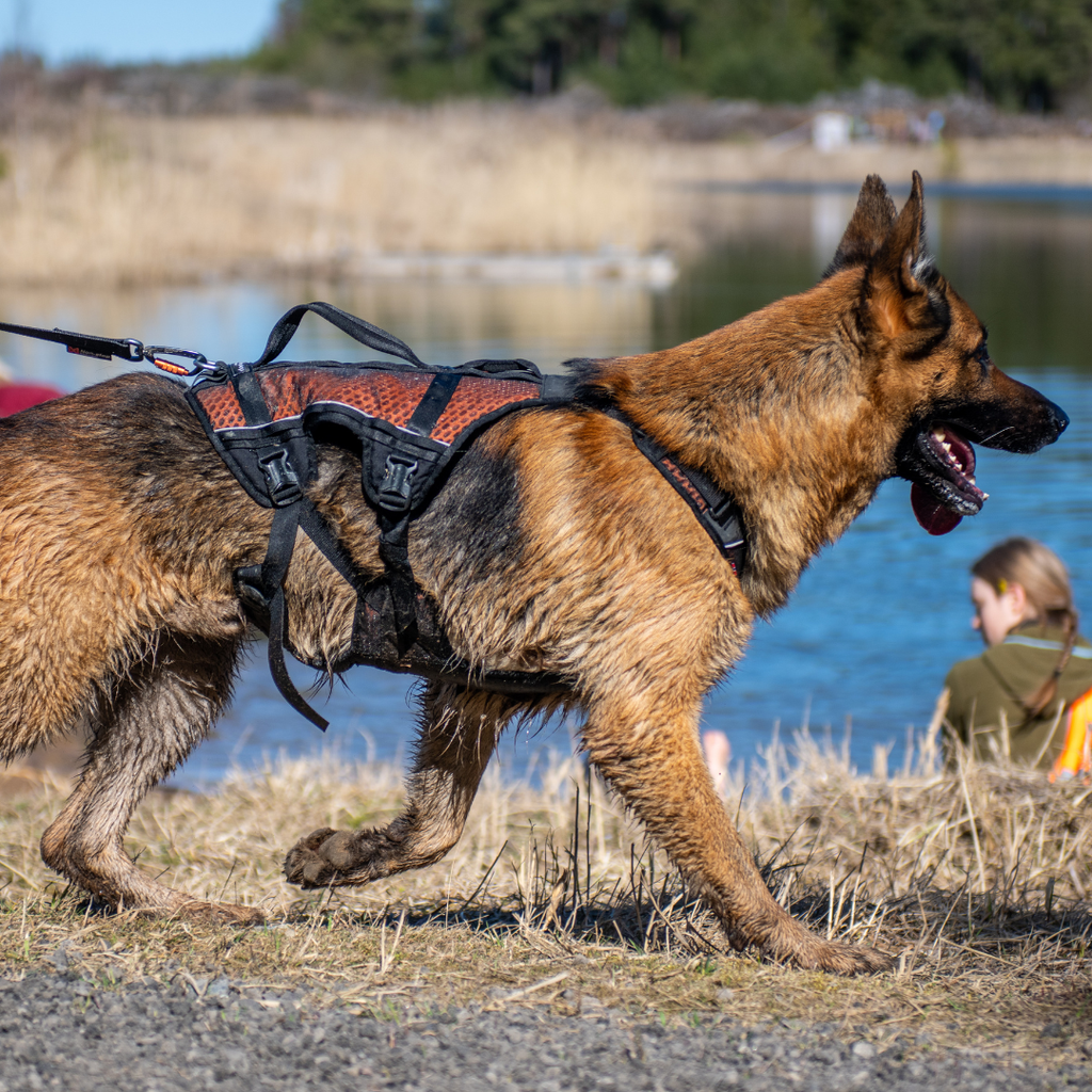 Non-Stop Dogwear Rock Harness Long