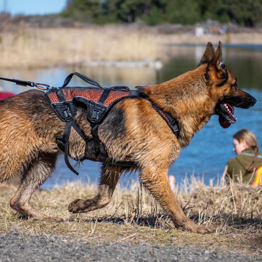 Non-Stop Dogwear Rock Harness Long