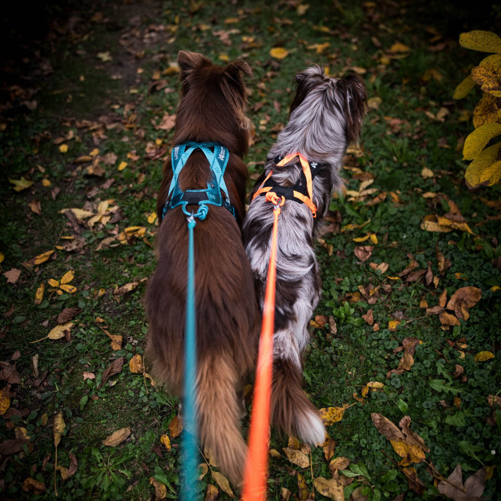 Non-Stop Dogwear Rush Harness