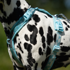 Non-Stop Dogwear Trekking Line Harness CLIP'N