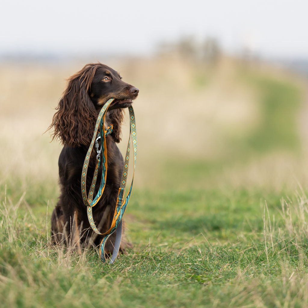Non-Stop Dogwear Trail Quest Collar Rachel Pohl Edition