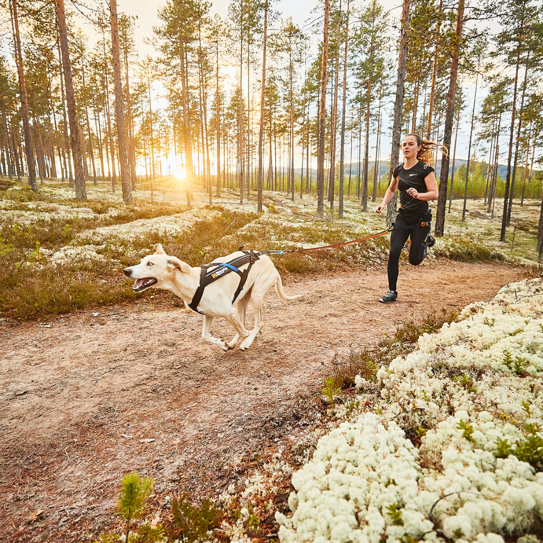 Non-Stop Dogwear Freemotion harness