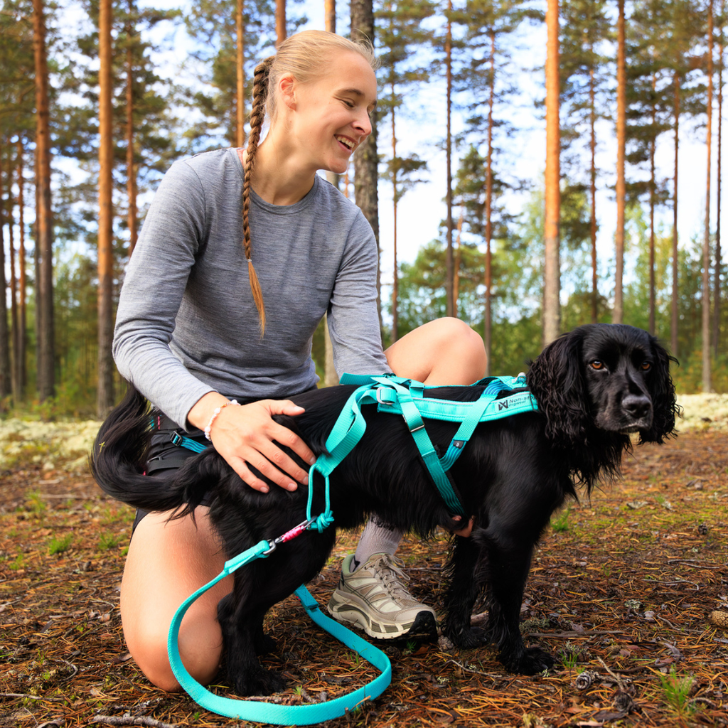 Non-stop Dogwear Bungee leash