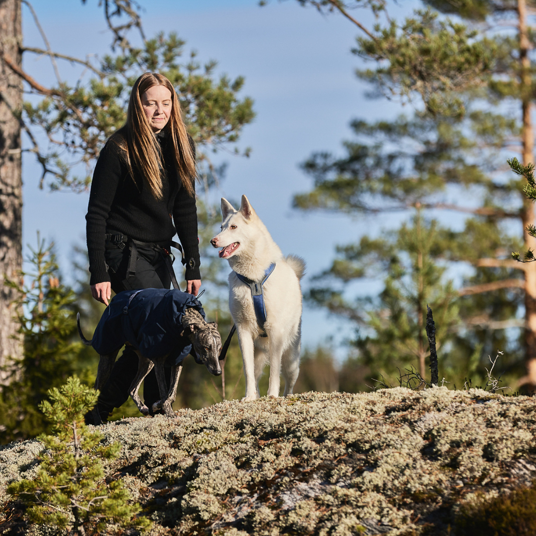 Non-Stop Dogwear Line Harness 5.0